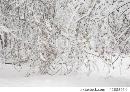 Winter landscape with a park 42888954