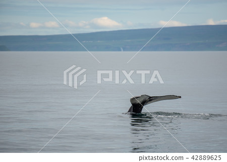 Humpback whale. Whale watching in Husavik ,Iceland 42889625