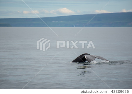 Humpback whale. Whale watching in Husavik ,Iceland 42889626