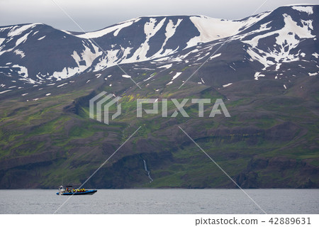 Humpback whale. Whale watching in Husavik ,Iceland 42889631