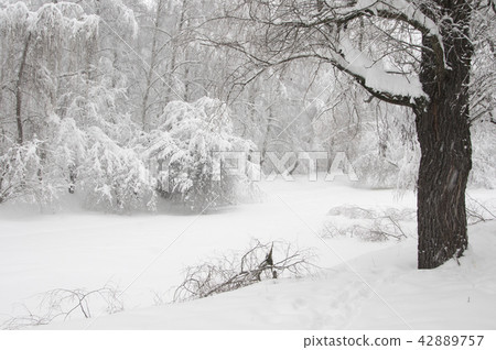Winter landscape with a pond Winter landscape with a pond 42889757