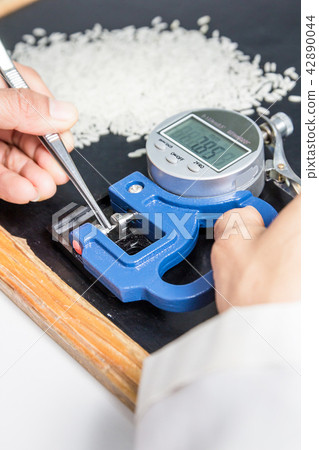 Scientists, research of rice. 42890044