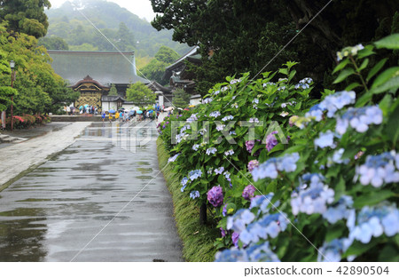 從Sanmon附近觀看雨Kamakura，Kajo-ji寺 42890504