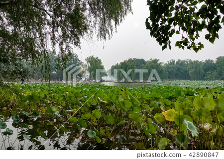 Old Summer Palace : Yuanmingyuan 42890847