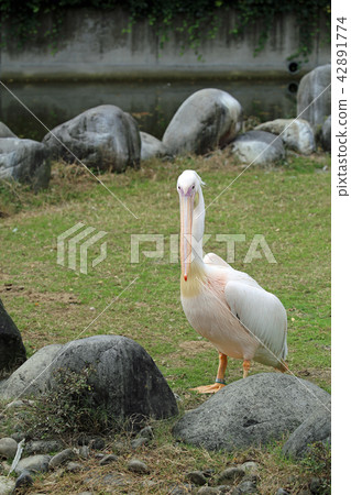 Pelican Pelican 42891774