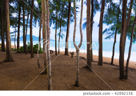 Tall pine trees standing against morning sun light 42892138