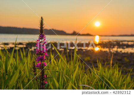 Summer sunset over the Daugava river, Riga Latvia Summer sunset over the Daugava river, Riga Latvia 42892312