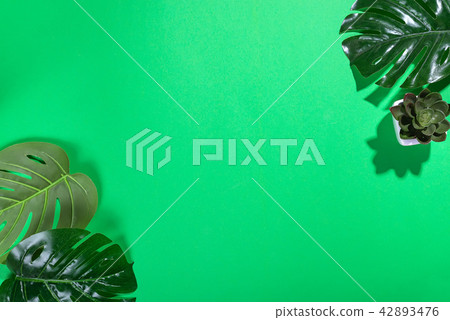 Tropical leaves Monstera and Echeviera on green  42893476