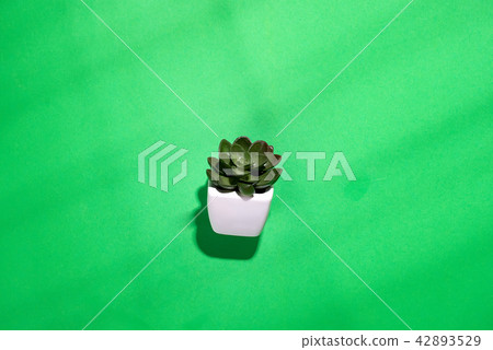 Green leaves suculent texture isolated on green Green leaves suculent texture isolated on green 42893529
