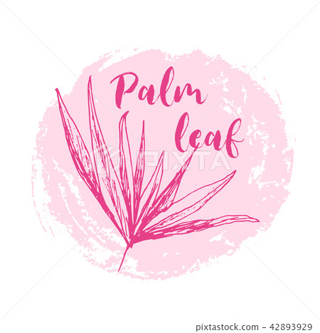 Coconut palm or queen palmae with leaves poster 42893929