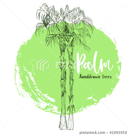 Coconut palm or queen palmae with leaves poster 42893958