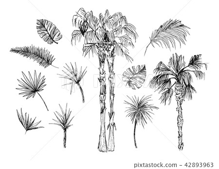 Coconut palms sketch or queen palmae with leaves Coconut palms sketch or queen palmae with leaves 42893963