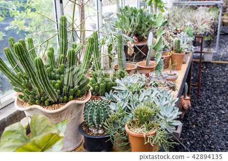 cactus plant 42894135