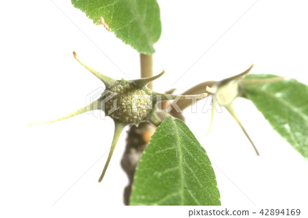 Dorstenia foetida flowering 42894169