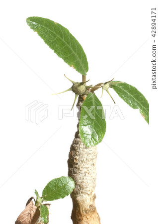 Dorstenia foetida flowering 42894171