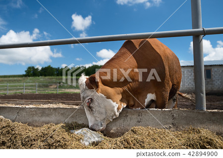 Close up of calf licking a block a salt. Close up of calf licking a block a salt. 42894900