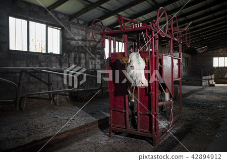 animal health concept, Cow in a cage prepared for vaccination and hoof cleaning, in a cowshed. animal health concept, Cow in a cage prepared for vaccination and hoof cleaning, in a cowshed. 42894912