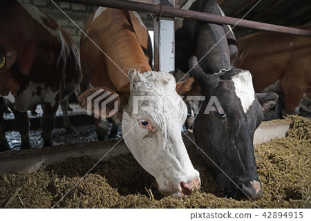Cows on Farm eating hay in the stable. Cow looking at the camera during feeding time Cows on Farm eating hay in the stable. Cow looking at the camera during feeding time 42894915