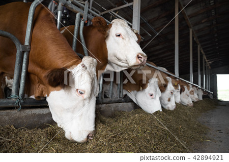 Cows on Farm eating hay in the stable. Cow looking at the camera during feeding time Cows on Farm eating hay in the stable. Cow looking at the camera during feeding time 42894921