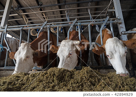 Cows on Farm eating hay in the stable. Cow looking at the camera during feeding time 42894929