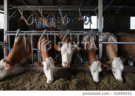 Cows on Farm eating hay in the stable. Cow looking at the camera during feeding time 42894932