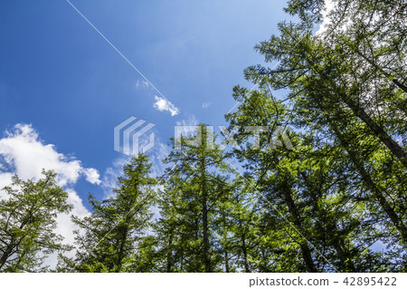 長野縣上高地 42895422