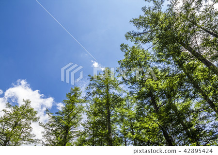 長野縣上高地 42895424