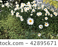 France chrysanthemum 42895671