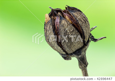 Plant seed Plant seed 42896447