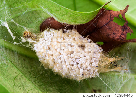 Caterpillar eggs 42896449