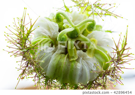 Bloom flower Bloom flower 42896454