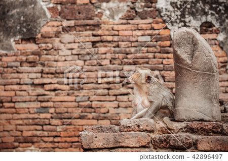 Monkey with statue in a zoo. Monkey with statue in a zoo. 42896497
