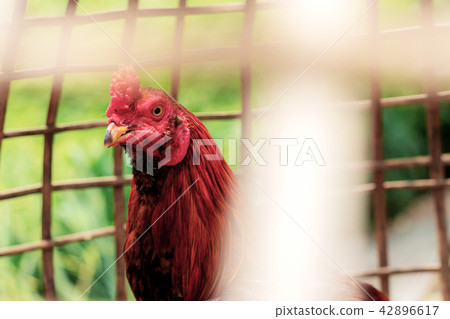Gamecock in a cage. Gamecock in a cage. 42896617