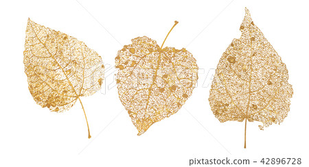 Set of golden leaves skeletons. Fallen foliage for autumn designs. Natural leaf of aspen and birch Set of golden leaves skeletons. Fallen foliage for autumn designs. Natural leaf of aspen and birch 42896728