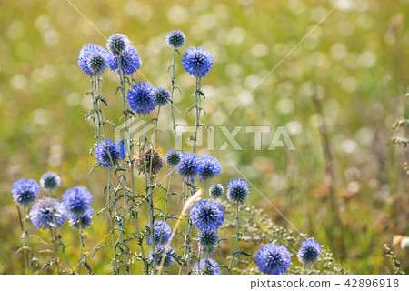 Thistle,Onopordum acanthium bush Thistle,Onopordum acanthium bush 42896918