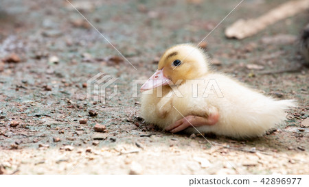 ducklings 42896977