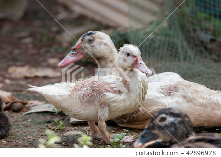 Duck in farm 42896978