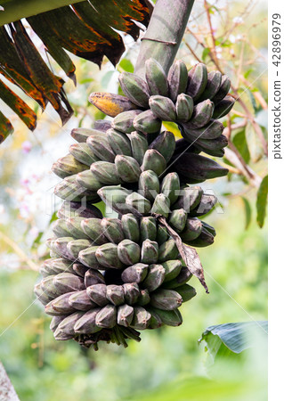 Bunch of bananas 42896979