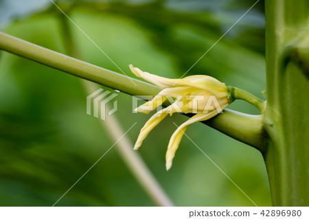 papaya flower on tree 42896980