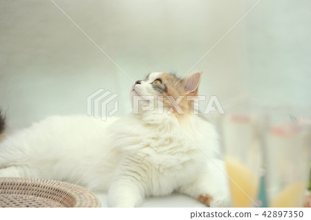 貓和桃香檳 貓和桃香檳 42897350