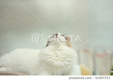 Cats and peach champagne 42897351