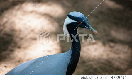 Portrait of crane bird with white head. 42897941