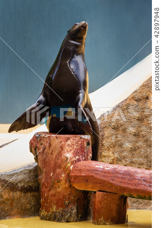 Sea lion during shows organized in aquarium Zoo. Sea lion during shows organized in aquarium Zoo. 42897948
