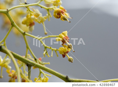 Aochiri的女花（上） 42898407