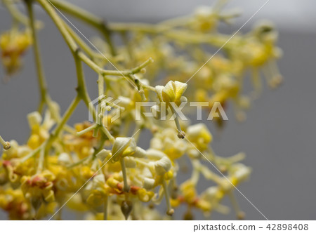 Male flower bloom (up) Male flower bloom (up) 42898408