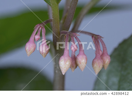 Jiuroru的Tsubomi（上） 42898412