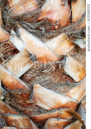 Texture of palm's stem. 42898828