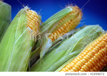 Corn Basket summer garden Corn Basket summer garden 42899672