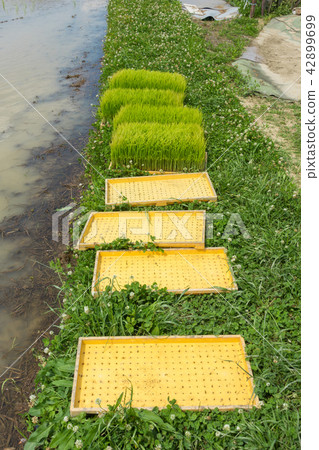 Rice planting seedlings 42899699