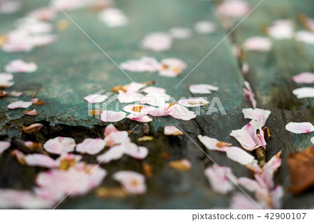 Pink cherry leaves Pink cherry leaves 42900107